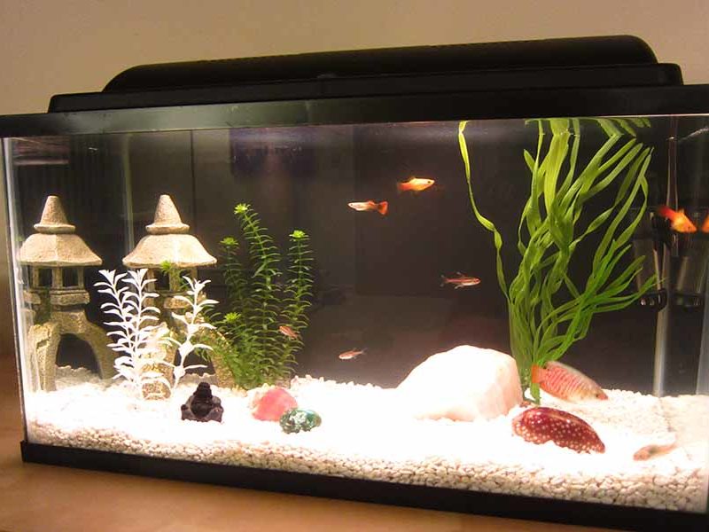 Comment déménager son aquarium et ses poissons en toute sécurité ?